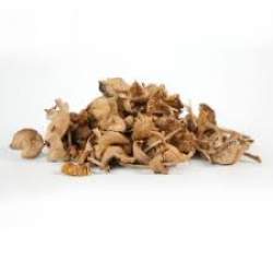 girolles.jpg